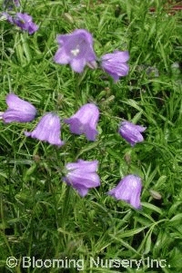 Campanula rotundifolia